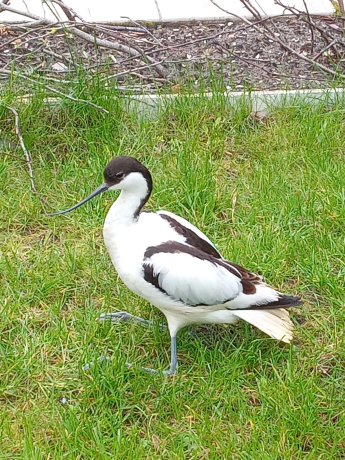 Avocette élégante